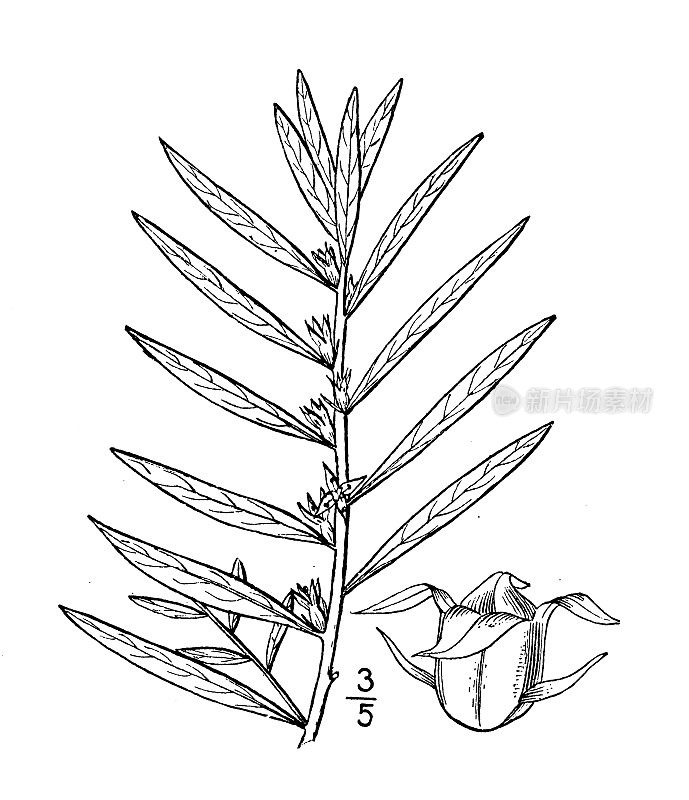 古植物学植物插图:Ludwigia polycarpa，多果Ludwigia